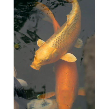 Huge Gold Fish in Pond at Senso-Ji Temple, Tokyo, Japan Print Wall Art By Greg