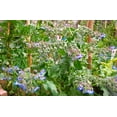 thumbnail image 3 of TomorrowSeeds - Borage Seeds - 200+ Count - For 2026 Planting Starflower Blue Purple Flower Tailwort, 3 of 9