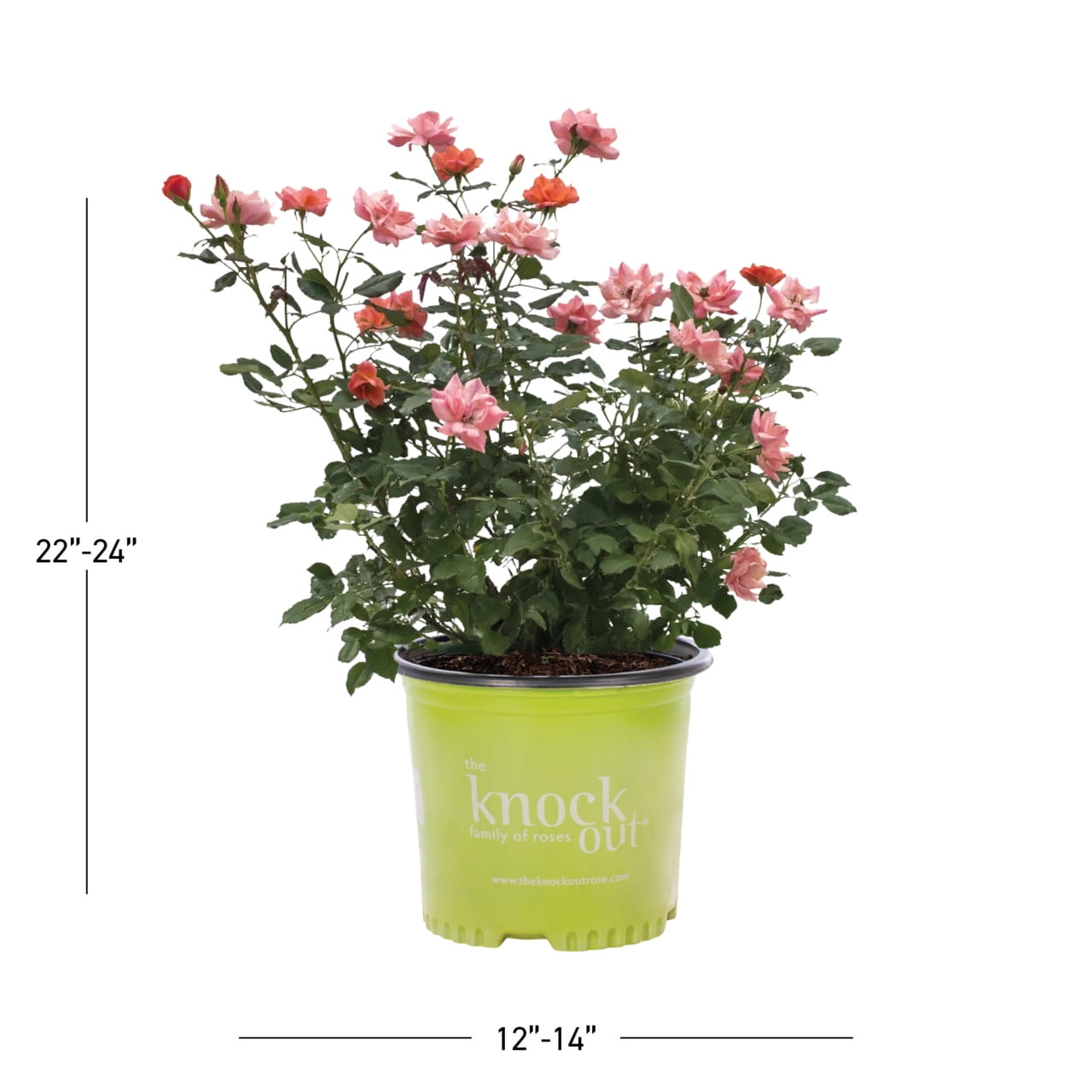 Knockout 1Gal Coral Rose Live Shrub Grower Pot Sun