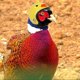 thumbnail image 5 of Casco para Mascotas Casco de Pollo Sombrero para Mascotas Casco de Juguete Casco de Gallina de Pollo Accesorios de Disfraces para Pollo 8 Piezas ER, 5 of 5