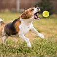 thumbnail image 5 of Rectionrae Active Rolling BallActive Rolling Ball Anti-Anxiety Automatic Moving Balls Interactive Dog Toys for Puppy Small Medium Dogs 1SET, 5 of 6