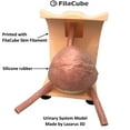 thumbnail image 6 of Skin/Flesh PLA 3D Printer 1.75mm Filament 1kg - FilaCube PLA 2 Light Skin Color Tone 1.75 mm 1 kg 3D Printing Plastic Filament Supply for Human Organ Model Body Girl Toy epidermis [Made in USA], 6 of 7