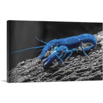 ARTCANVAS Navy Blue Lobster In The Ocean Canvas Art Print - Size: 12" x 8" (0.75" Deep)