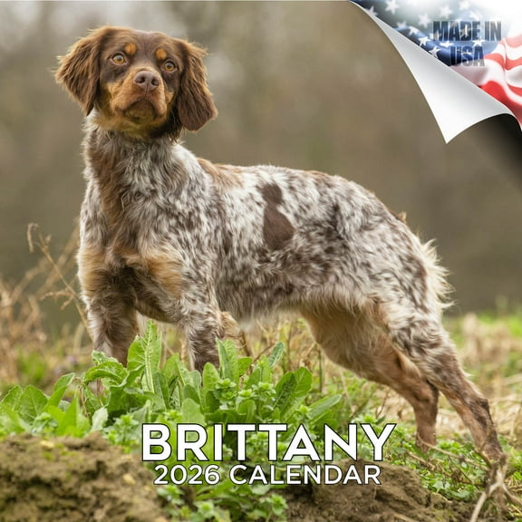 2025 2026 Brittany Spaniel Calendar - Dog Breed Monthly Wall Calendar - 12 x 24 Open - Thick No-Bleed Paper - Giftable - Academic Teacher's Planner Calendar Organizing & Planning - Made in USA
