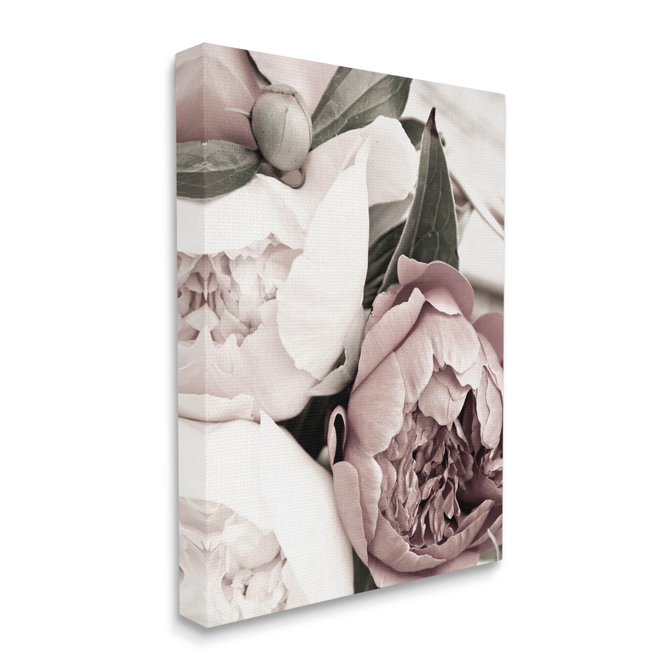 Budding Peony Petals Close Up Botanical & Floral Photograph Gallery Wrapped Canvas Print Wall Art