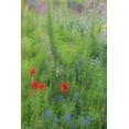 thumbnail image 2 of OBrien, Jay 13x18 Black Ornate Wood Framed with Double Matting Museum Art Print Titled - USA, Pennsylvania Summer flowers abstract, 2 of 4