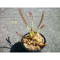 Carnivorous Cape Sundew (Drosera Capensis) Plant 3 inch Pot
