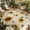 yellow, variant on Yellow Sunflowers Outdoor Rug for Patio/Deck/Porch, Non-Slip Large Area Rug 5 x 7 Ft, Summer Farmhouse Retro Beige Indoor Outdoor Rugs Washable Area Rugs, Reversible Camping Rug Carpet Runner
