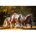 thumbnail image 2 of PHBurchett 32x23 White Modern Wood Framed Museum Art Print Titled - Sunlit Horses III, 2 of 4
