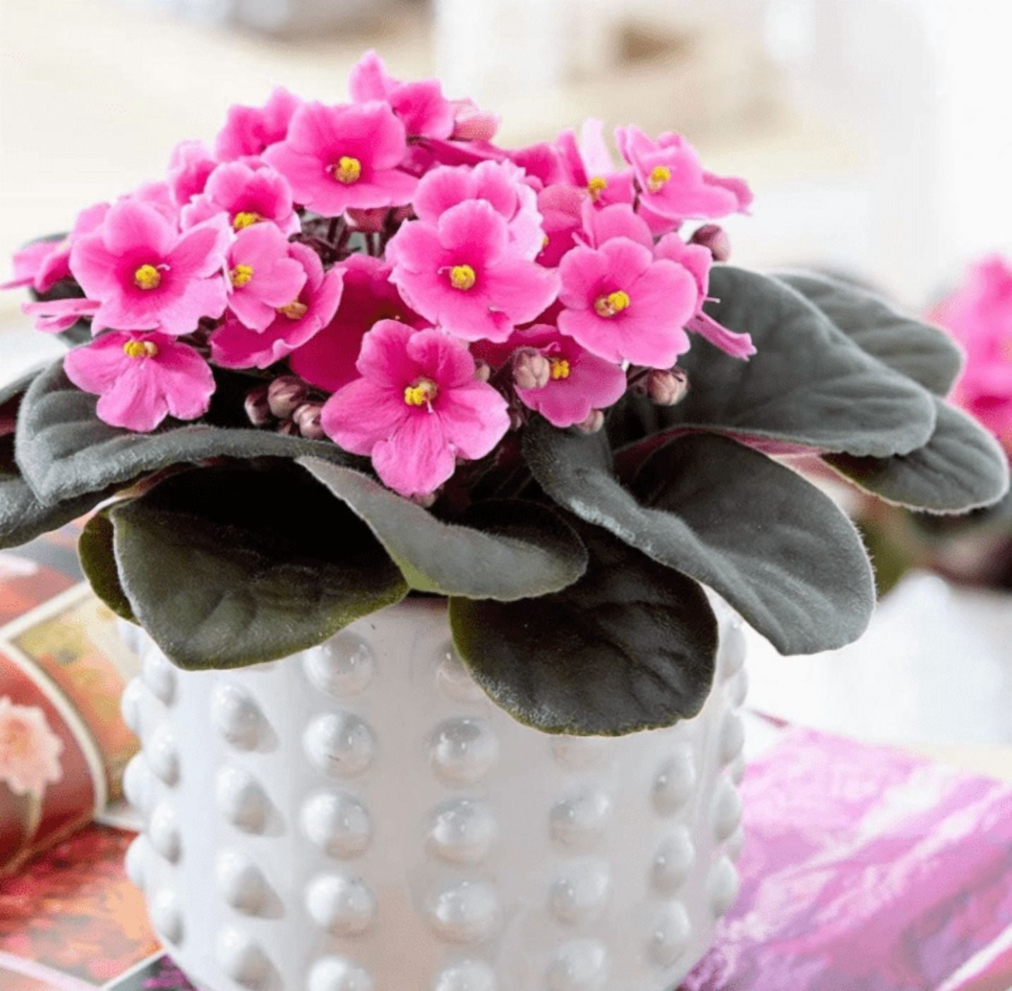 Pink African Violet Live Plant, Indoor Houseplant in 4'' Pot, Vibrant African Violet Flowers Ready to Grow 3-5 Inch Tall