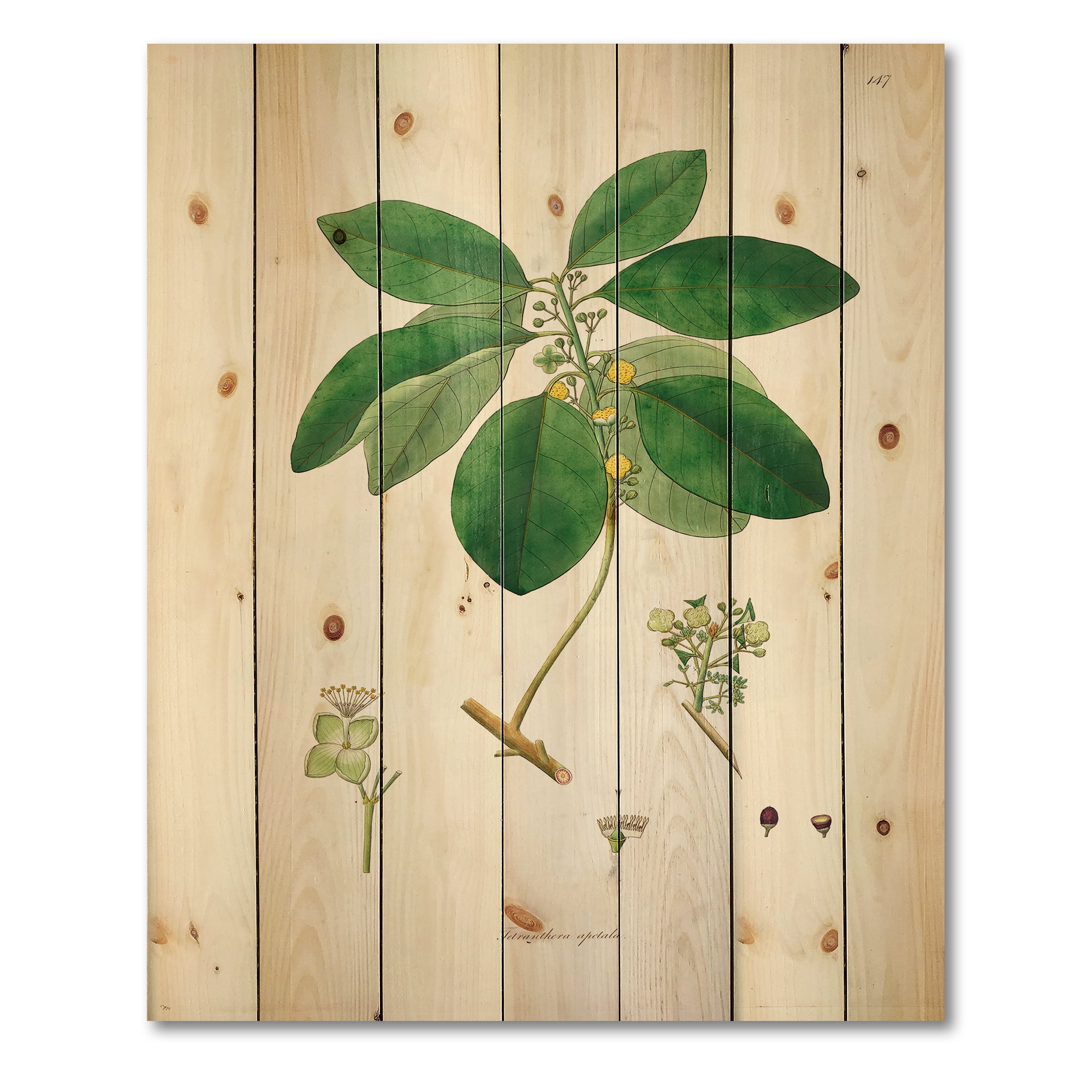 Designart 'Ancient Botanicals V' Farmhouse Print on Natural Pine Wood