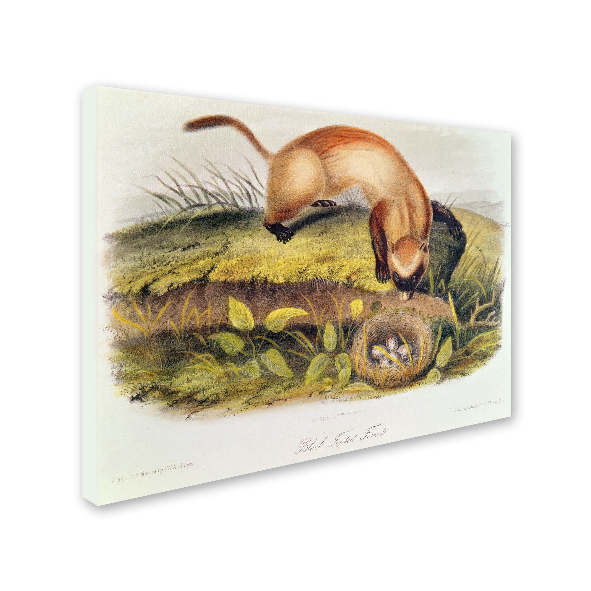 Trademark Fine Art "Black-Footed Ferret" Canvas Art by John James Audubon