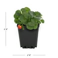 thumbnail image 5 of Expert Gardener 1PT Strawberry Edible Live Plant (6-Pk) Full Sun, 5 of 6