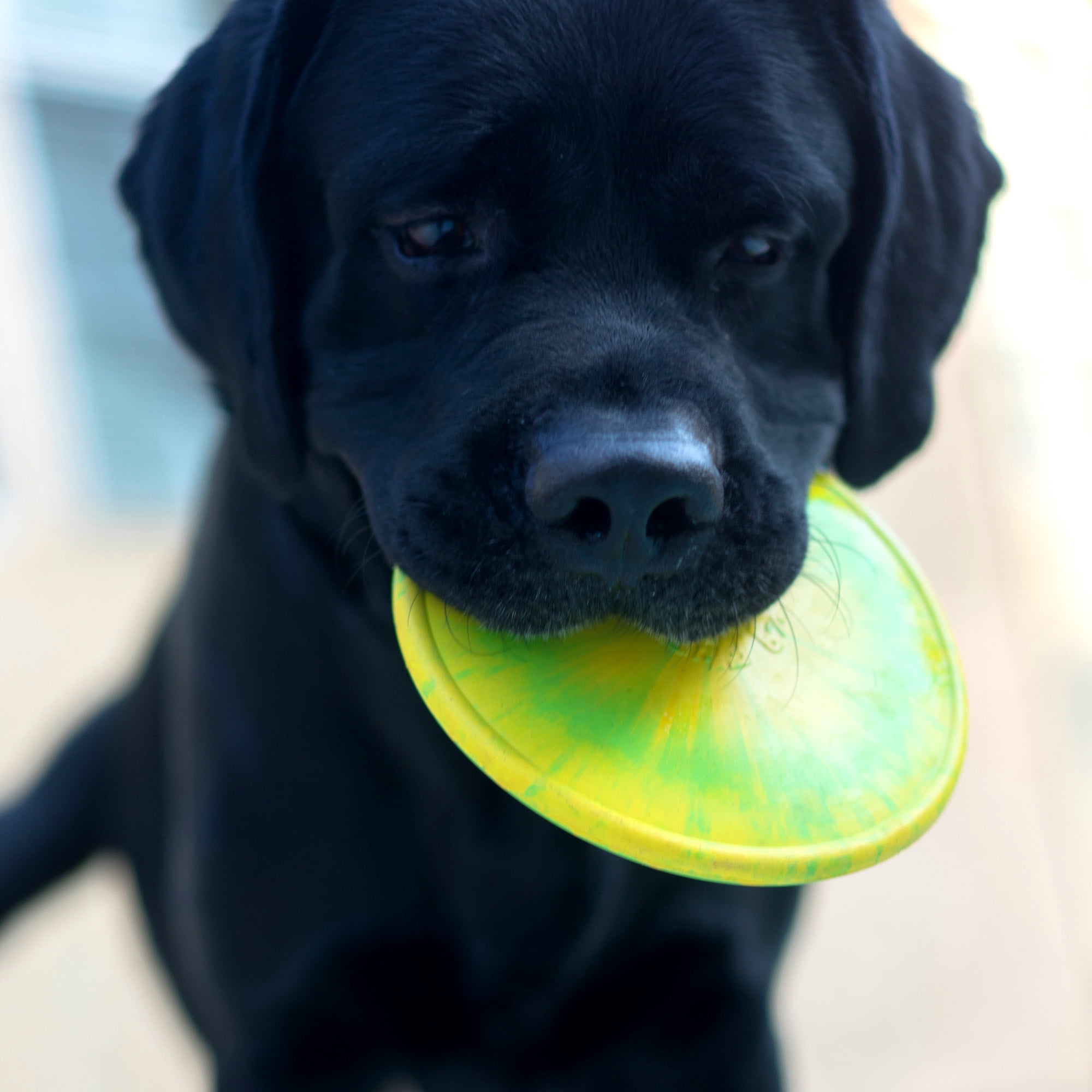 Ruff Dawg K9 Jr Flyer Rubber Indestructible Retrieving Dog Toy, Color Varies