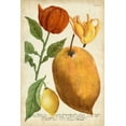 thumbnail image 2 of Weinmann 23x32 White Modern Wood Framed Museum Art Print Titled - Exotic Citrus II, 2 of 4