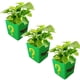 thumbnail image 1 of Maceta Minimalista 3D para Cultivo JokeFlowy 3 Pzs 14x14x14cm Verde Amarillo y Negro No incluye Planta., 1 of 2