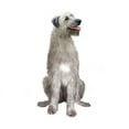 thumbnail image 2 of CafePress - Irish Wolfhound (Sit) Mug - 11 oz Ceramic Mug - Novelty Coffee Tea Cup, 2 of 4