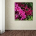 thumbnail image 3 of Trademark Fine Art 'Pink and Red Azalea Flowers' Canvas Art by Kurt Shaffer, 3 of 3