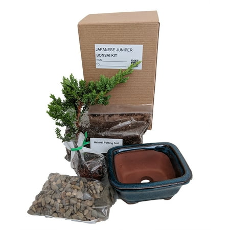 Bonsai Tree Gift Kit plus Live Japanese Juniper Tree - Ceramic Bonsai (Best Bonsai Starter Kit)