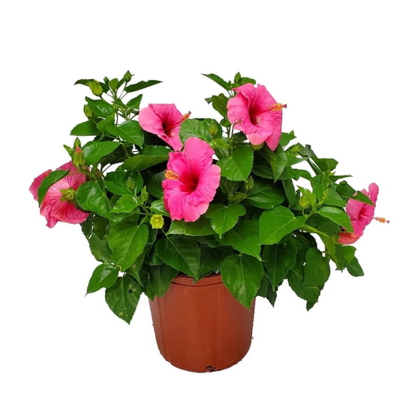 Tropical Plants of Florida 22" to 26" Yoder Pink Hibiscus Bush; Full Sunlight, Grower's Planter