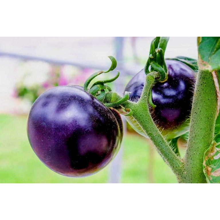 Rare Purple Blue Indigo HP29 Rose Tomato About 20 Seeds 