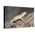 thumbnail image 1 of Closeup of Leopard gecko Eublepharis macularius in forest, Animals Stretched Canvas Wall Art Sold by Art.Com, 1 of 5