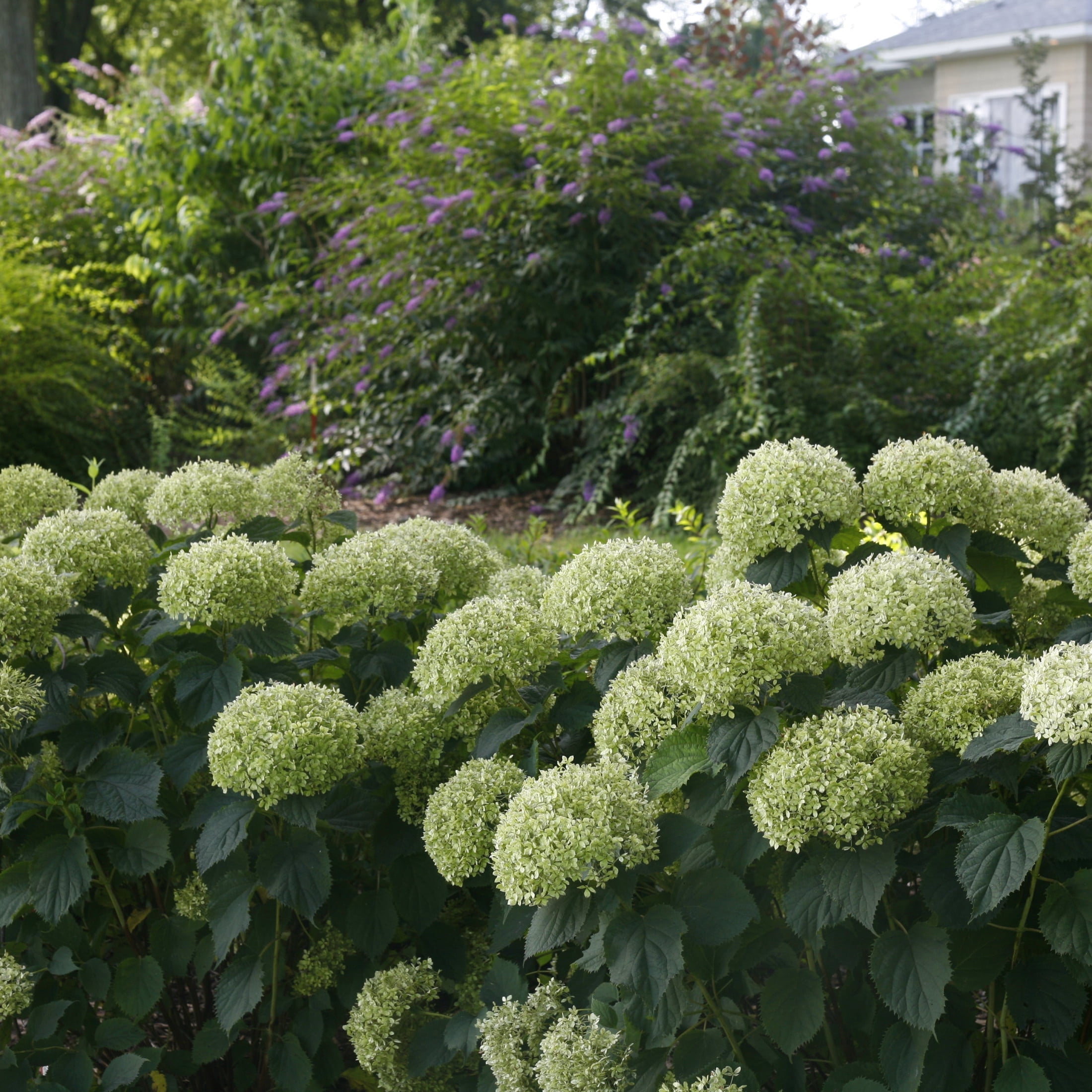 Proven Winners ColorChoice 5" Invincibelle Limetta Smooth Hydrangea Live Plant in 4.5" Pot (4 Count)