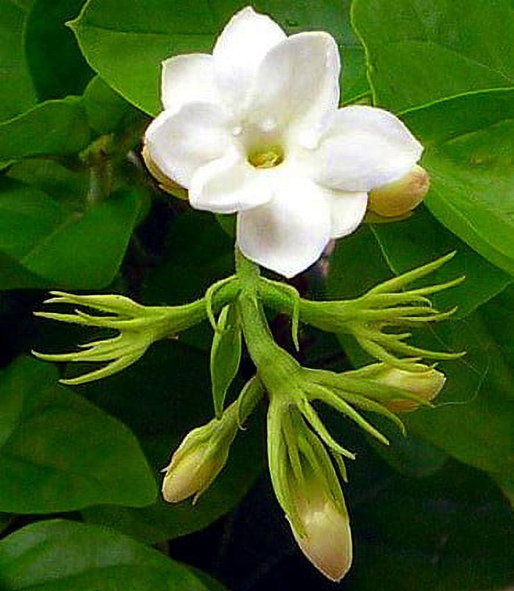 Ohio Grown Arabian Tea Jasmine Plant - Maid of Orleans - 2.5" Pot