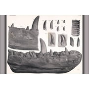 24"x36" Gallery Poster, Megalosaurus dinosaur jaw and teeth