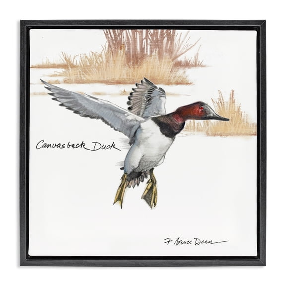 Stupell Industries Farmhouse Canvasback Duck Flying Black Floating Frame Canvas Art, 18 x 18, by Jadei Graphics