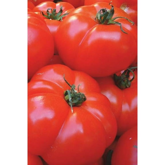 Tomatoes Notebook (Paperback)