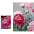 thumbnail image 6 of ERTZAE 2Pc Silk Ranunculus Artificial Flowers,20" Pink Realistic Velvety Ranunculus For Natural-Looking Displays,Real Touch Ranunculus Stems,Fake Peony Flowers,Diy Wedding Bouquet Decor,Peonies Stems, 6 of 9