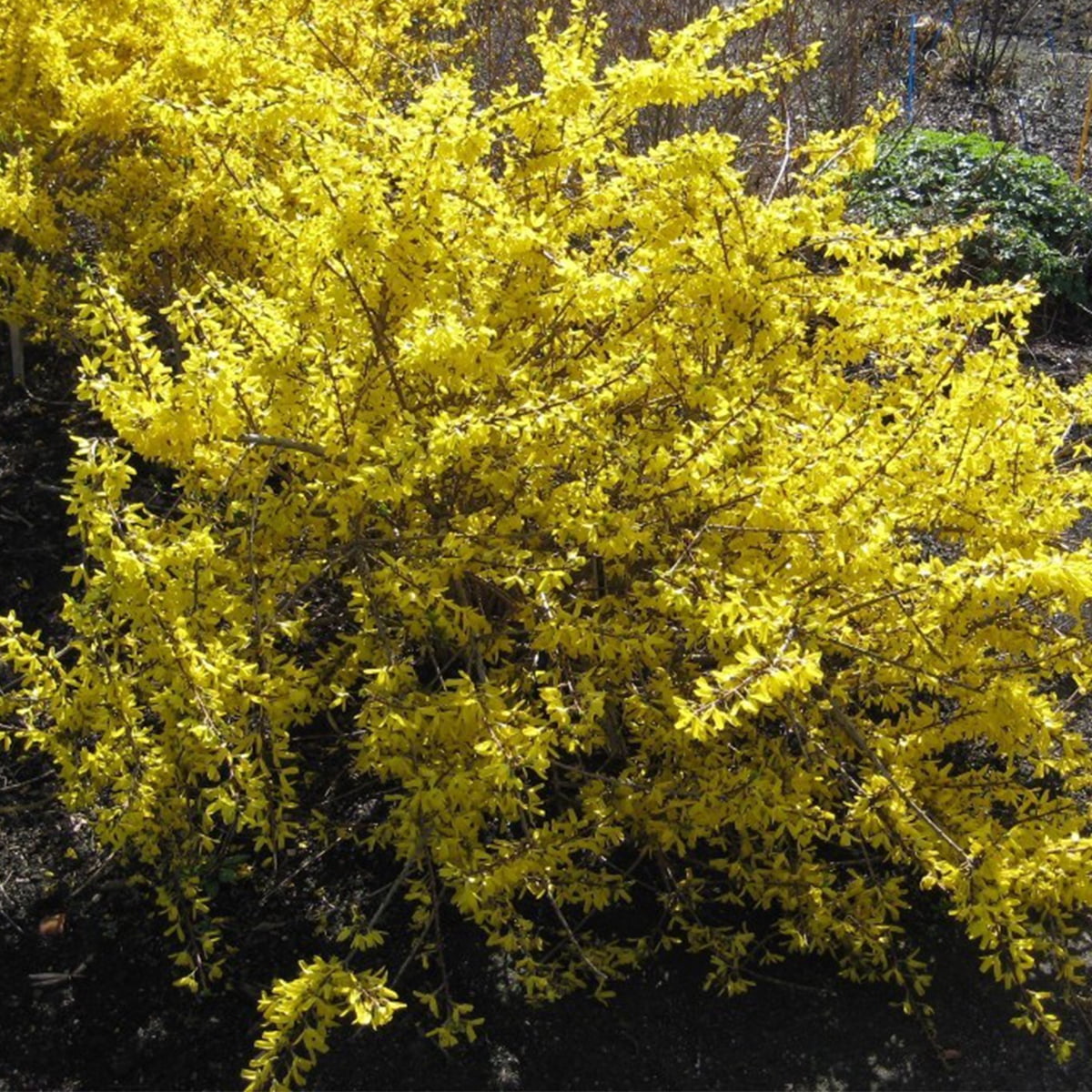 Van Zyverden Forsythia Magical® Gold 4" Potted Rocketliners® Set of 3 Plants Yellow Full Sun Deer Resistant 3 lb