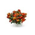 thumbnail image 2 of Better Homes & Gardens 1.5 Gallon Multicolor Lantana Annual Flowers Outdoor Live Plants Full Sun, 2 of 4