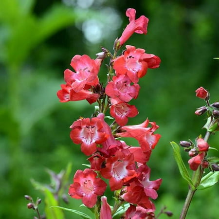 cherry sparks penstemon beardtongue hardy 4 pot walmart com