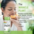 thumbnail image 5 of Solaray Aloe Vera Gel Concentrate | Equivalent to 2000 mg | Antioxidant Activity & Healthy Digestion & Skin Support | Non-GMO & Vegan | 100 VegCaps, 5 of 8