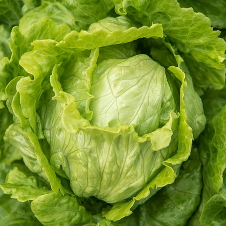 Lettuce Seeds - Crisphead - Webbs Wonderful - 1 Lb - Non-GMO, Heirloom Vegetable Gardening & Microgreens