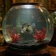 thumbnail image 4 of Decoración de acuario Adorno artificial para peces león ventosa montaje Glow In Dark Luminoso fluorescente de silicona decoración para acuarios Aquascape, 4 of 6