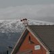 thumbnail image 4 of Weather vane made of black metal, garden weather vane, stainless steel, 4 of 5