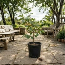 Set 2 Persimmon Live Tree, Live Fruit Plant 6-12 Inches Tall, Tropical Plant for Garden Patio