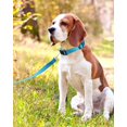 thumbnail image 6 of Minzimin 1Pcs Reflective Dog Collar with Buckle Adjustable Safety Nylon Collars for Small Medium Large Dogs, 6 of 7