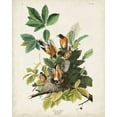 thumbnail image 2 of Audubon, John James 15x18 White Modern Wood Framed Museum Art Print Titled - Pl 131 American Robin, 2 of 4