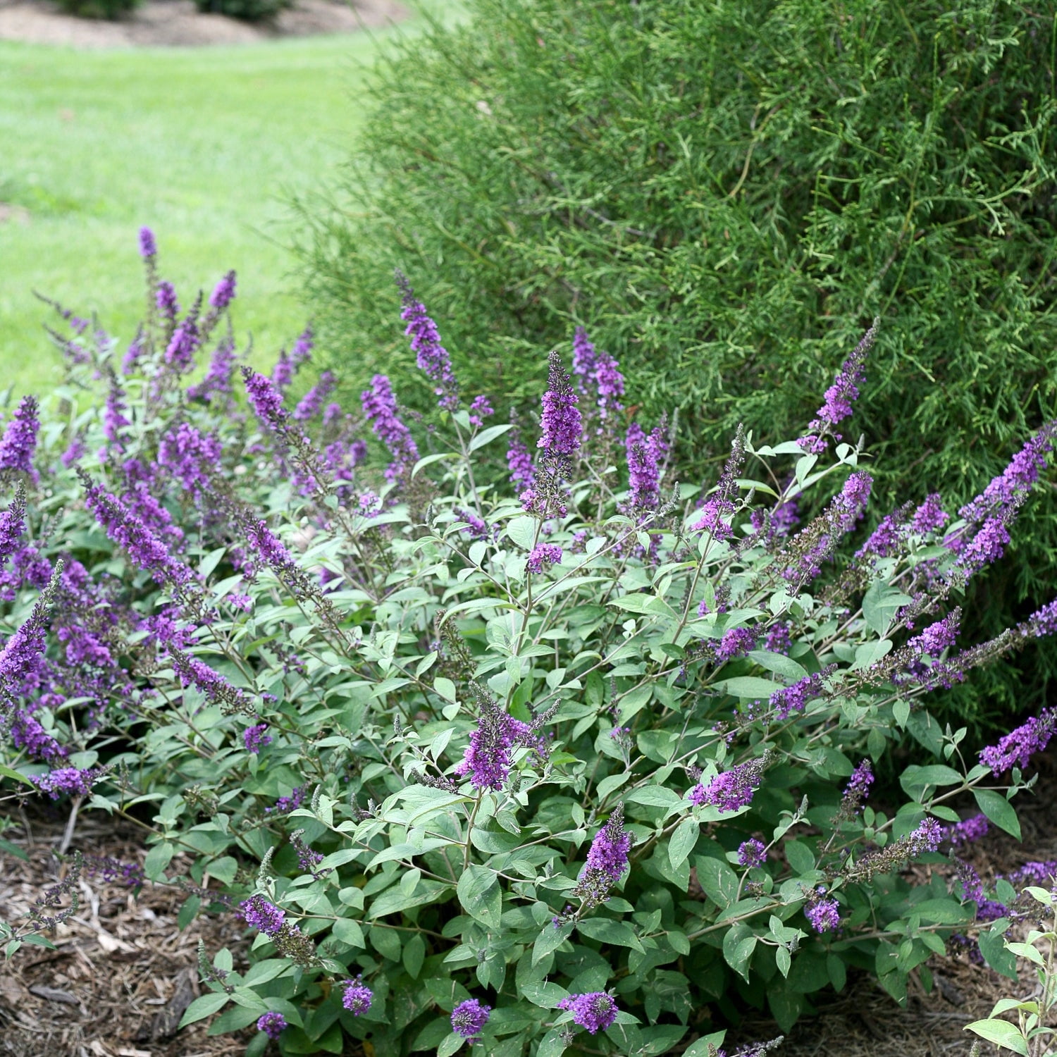 Proven Winners ColorChoice 5" Lo & Behold 'Blue Chip Jr.' Butterfly Bush Live Plant in 4.5" Pot (4 Count)