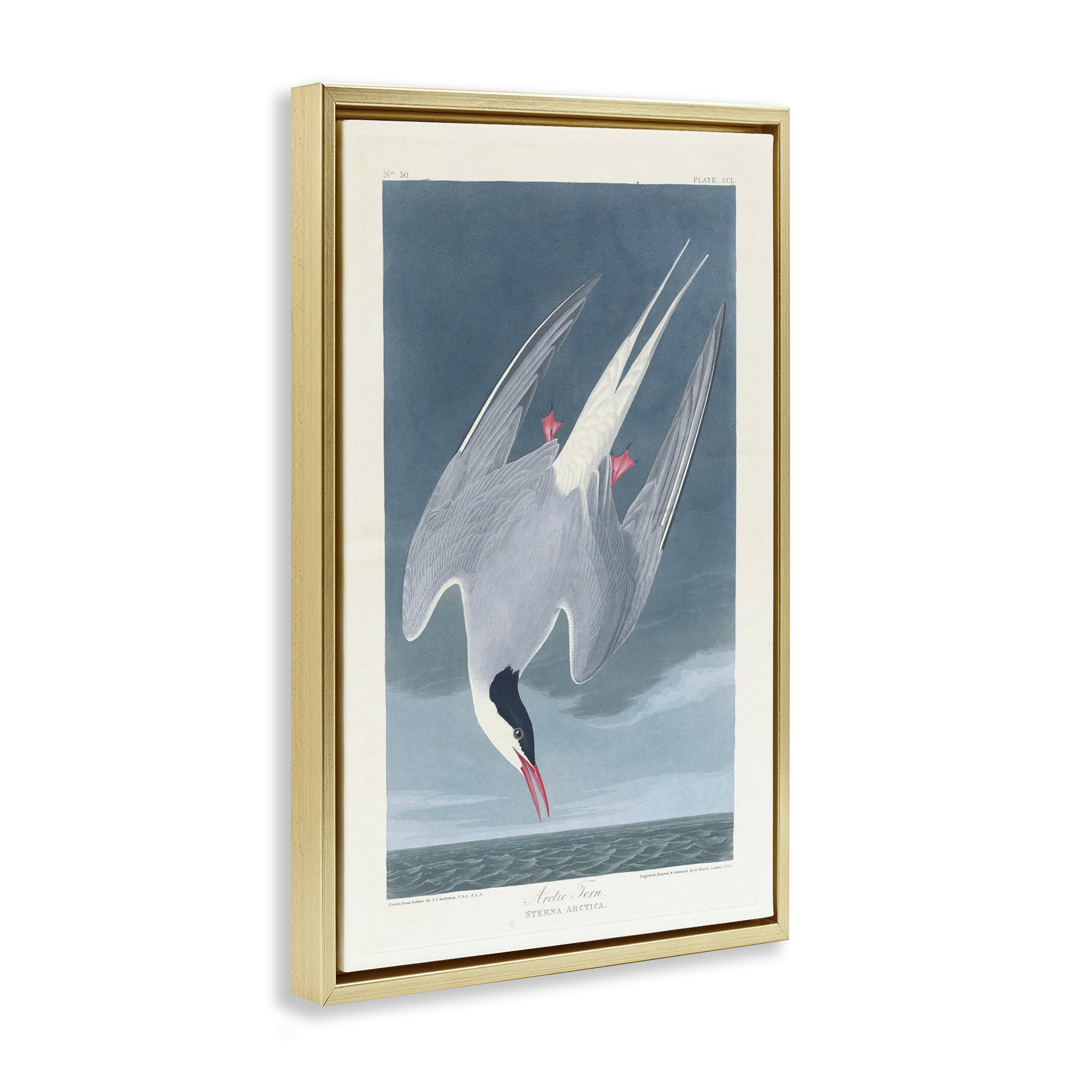 Stupell Industries Classic Arctic Tern Bird Animals Painting Gold Floater Framed Canvas Art Print Wall Art, 21 x 31