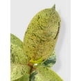 thumbnail image 5 of Ficus Elastica Shivereana "Moonshine" - Live Air-Purifying Indoor Plant in Nursery Pot – Easy Care, Low Maintenance Houseplant for Home & Office Decor, Natural Air Cleaner, Best for Beginners (6"Pot), 5 of 11