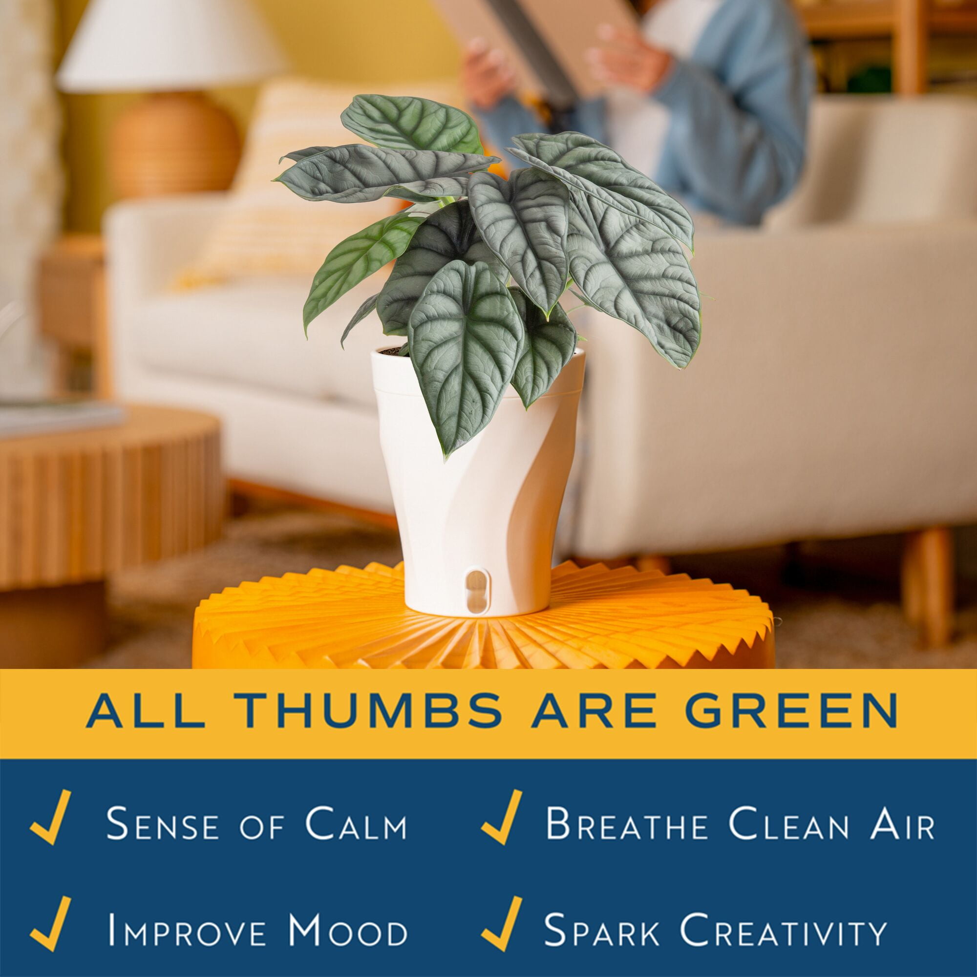 Costa Farms 9" Alocasia Silver Dragon Live House Plants in 5" Self-Watering Pot