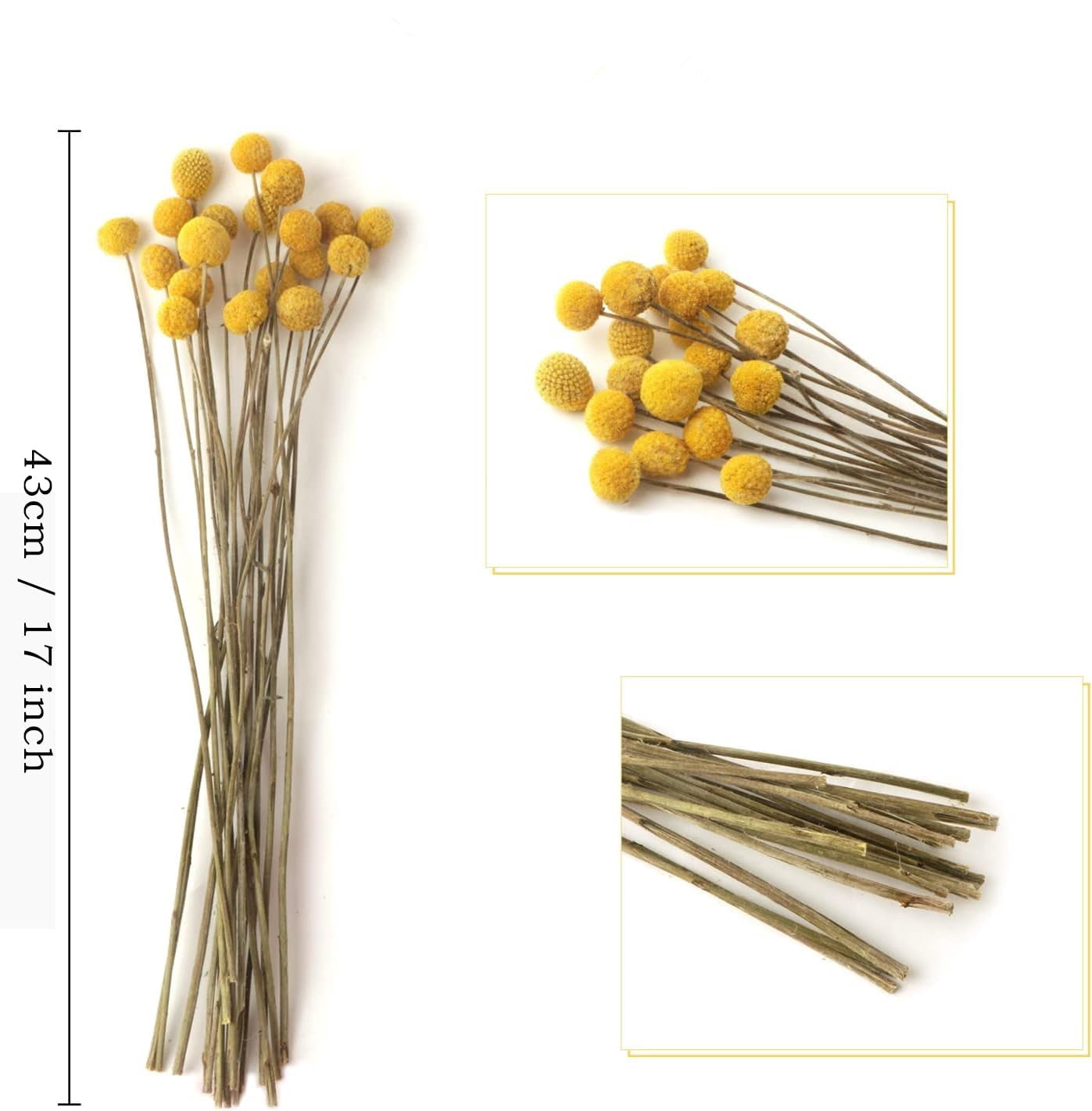 60Pcs Natural Craspedia Globosa Flowers Billy Balls Boho Flower Bouquet Floral Arrangements for Wedding Home Party Office Decor (Yellow)