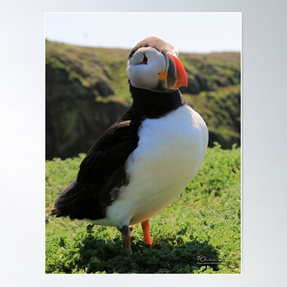 Puffin On Skomer Poster Wall Art, Modern Wall Decor For Living Room Bedroom, 8x12 UNFRAMED