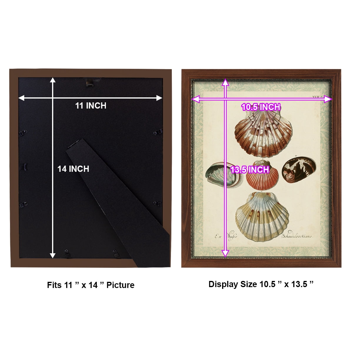 Bookplate Shells III - Framed Print w/glass - Chestnut