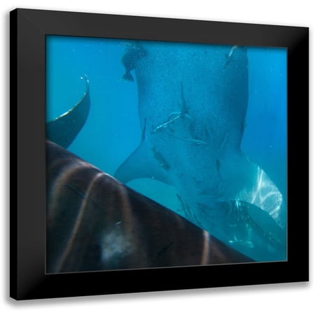 Fitzharris, Tim 12x12 Black Modern Framed Museum Art Print Titled - Whale shark at Oslob Whale Shark Sanctuary-Cebu-Philippines